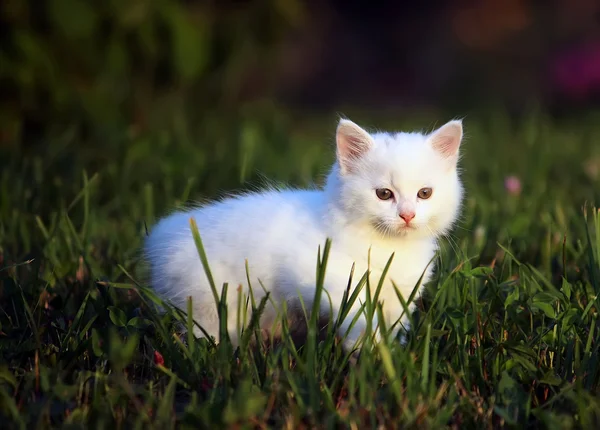 Pequeno gatinho branco — Fotografia de Stock