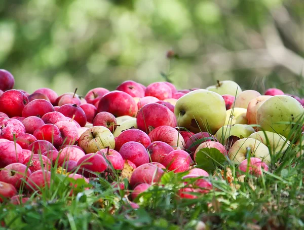 Fresh apples in the garden — Stock Photo, Image