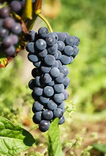 Ciemne winogrona w przyrodzie — Zdjęcie stockowe
