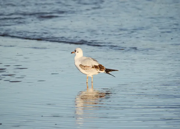 Mouette sur la côte de la mer Baltique — Photo