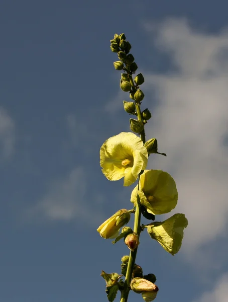 Ebegümeci — Stok fotoğraf