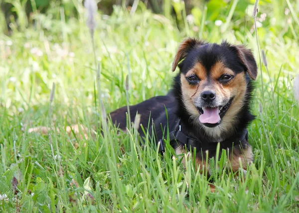 Happy dog in grass — Stock Photo, Image