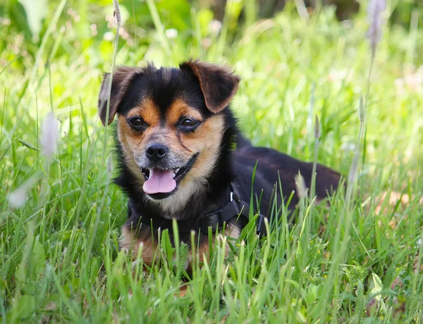 Small dog in green grass — Stock Photo, Image