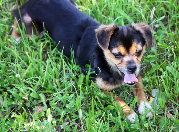 Perro pequeño en hierba verde —  Fotos de Stock