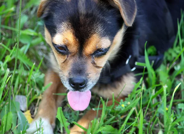 Small dog in green grass — Stock Photo, Image