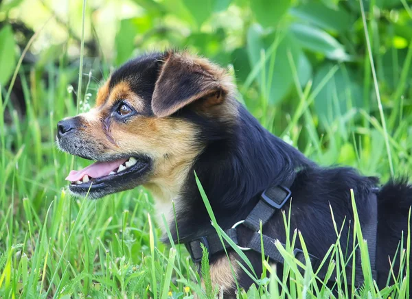 Perro pequeño en hierba verde —  Fotos de Stock