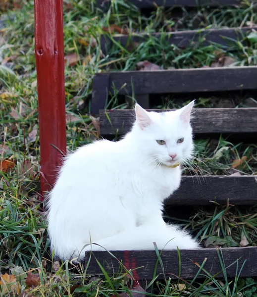 Σπίτι λευκή γάτα — Φωτογραφία Αρχείου