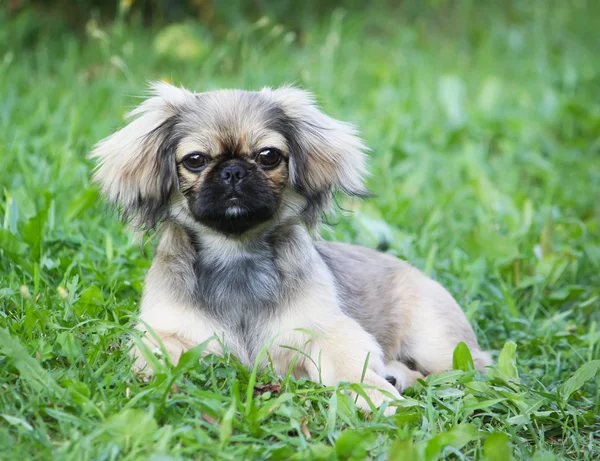 Funny dog outdoors — Stock Photo, Image