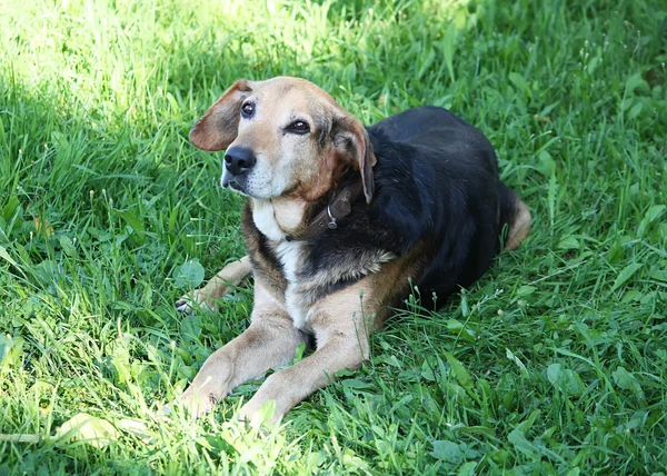 Funny dog outdoors — Stock Photo, Image