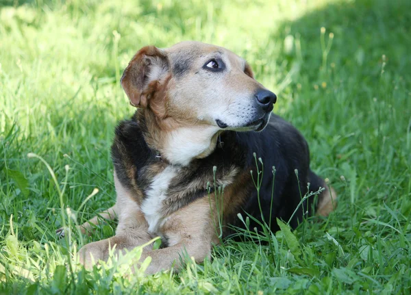 Divertente cane all'aperto — Foto Stock