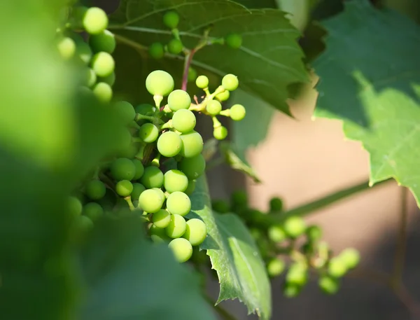 Uvas verdes en el jardín — Foto de Stock