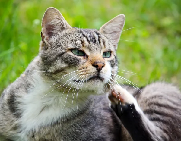 Porträt der süßen Katze — Stockfoto