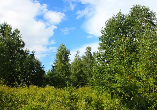 Letní krajina se zelenými stromy — Stock fotografie