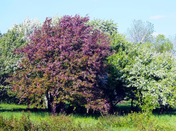 Schön blühende Bäume — Stockfoto