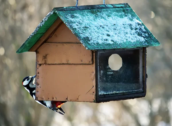 Picchio su alimentatore in legno — Foto Stock