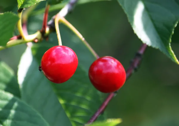 Cherries close up — Stock Photo, Image
