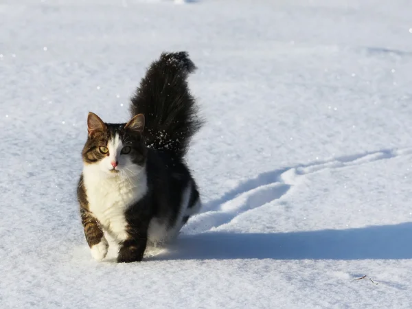 Flauschige Katze im Schnee — Stockfoto