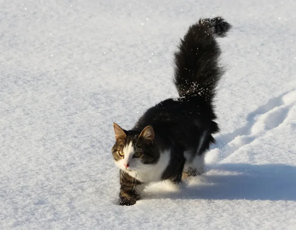雪の上のフワフワの猫 — ストック写真