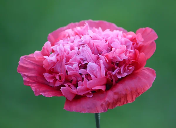 Flor de peónia rosa — Fotografia de Stock