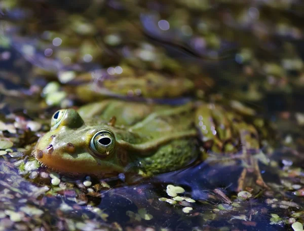 Ein Frosch im Teich — Stockfoto