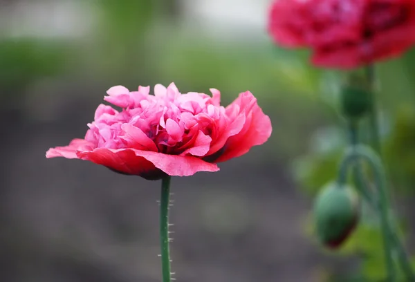 ピンク牡丹の花 — ストック写真