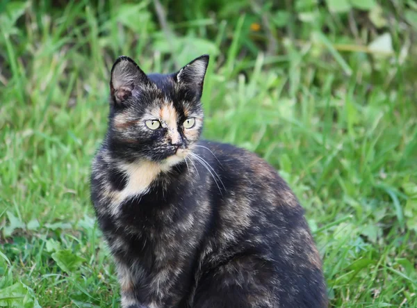 Retrato de um gato na natureza — Fotografia de Stock