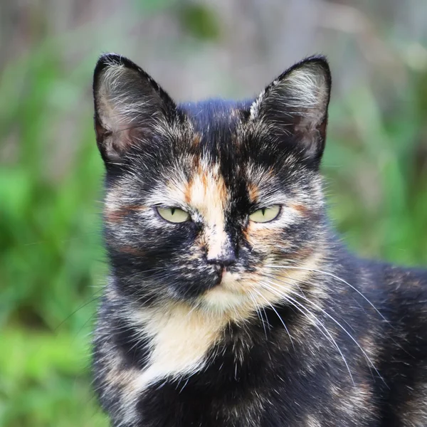 Porträtt av en katt i naturen — Stockfoto