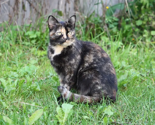 Porträt einer Katze in der Natur — Stockfoto