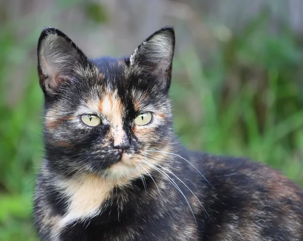 Portrait of a cat in nature — Stock Photo, Image