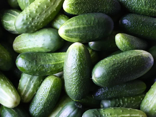 Pepinos verdes maduros — Fotografia de Stock