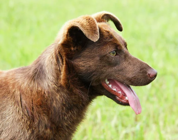 Boldog kutya a fű — Stock Fotó