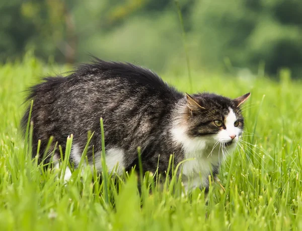 Katt försvarar dess territorium — Stockfoto