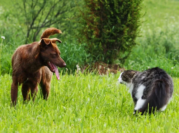 Cat defiende su territorio — Foto de Stock