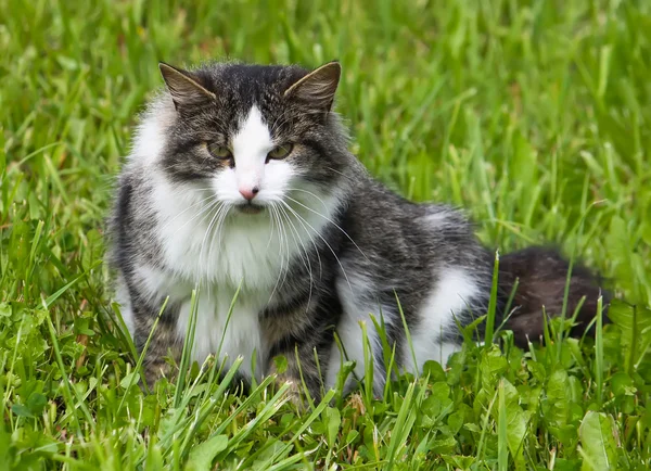 Cat defiende su territorio — Foto de Stock