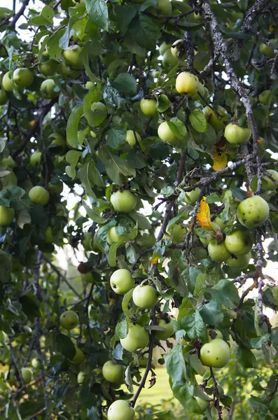 Manzanas verdes en la rama — Foto de Stock