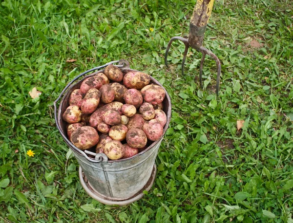 Урожай картофеля в рюкзаке — стоковое фото