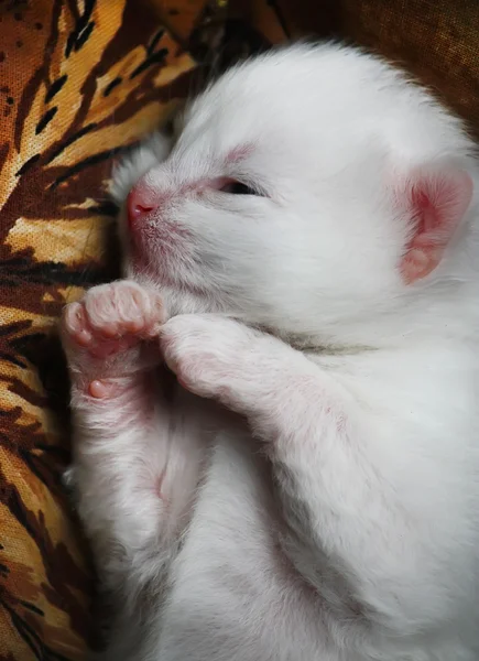 Piccolo gattino sta scivolando — Foto Stock