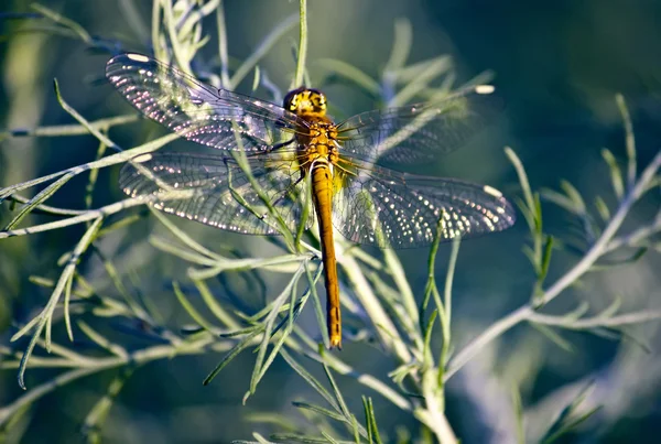 Libelle auf einer Blume — Stockfoto