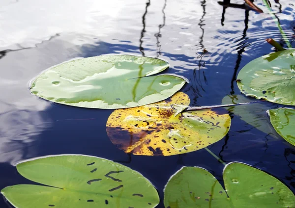 Blätter von Seerosen — Stockfoto