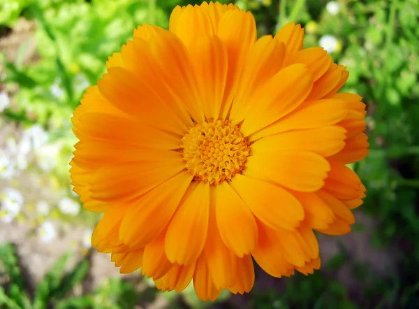 Яскраві літнє квітка — стокове фото