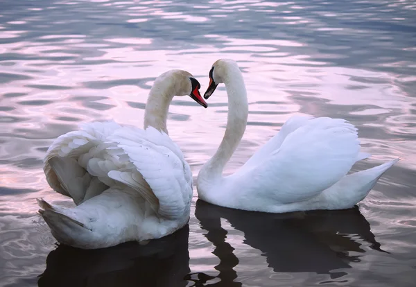 Cisnes enamorados en el estanque — Foto de Stock