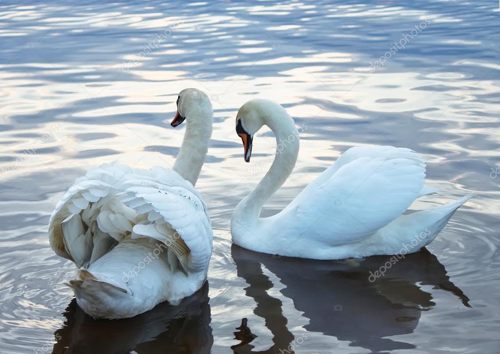 Swans in love on the pond