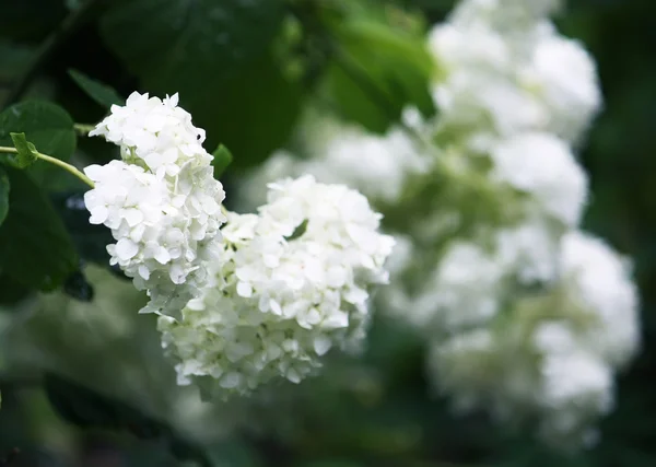 Yeşil dalı üzerinde beyaz çiçekler — Stok fotoğraf