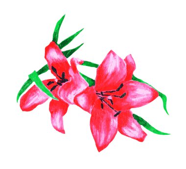 Çiçek lilyum arka plan