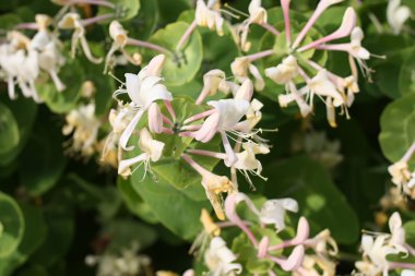 Hanımeli Çiçek arka plan