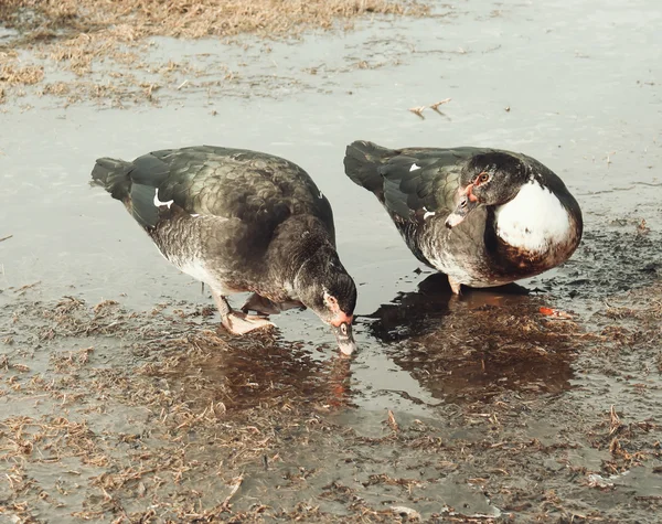 Domestic ducks on farm yard — Stock Photo, Image