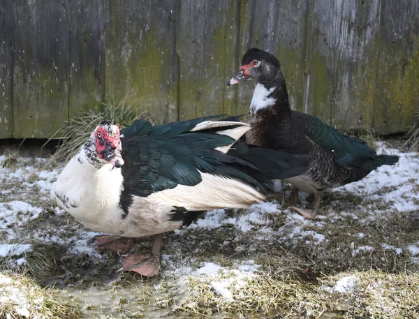 Inhemska ankor på gården gård — Stockfoto