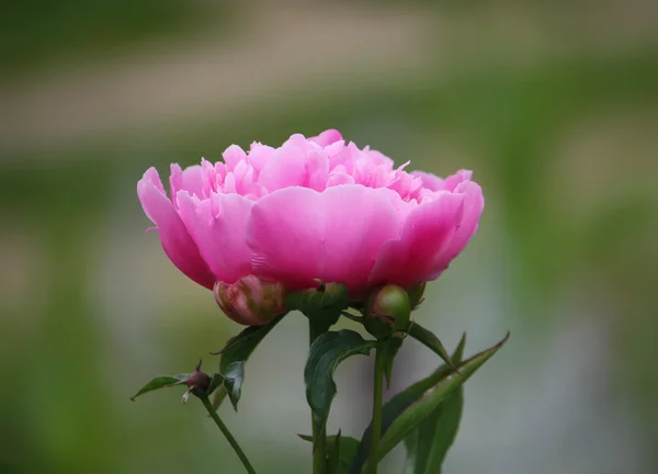 Güzel Şakayık çiçeği — Stok fotoğraf