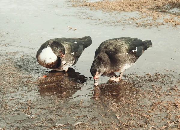 Domestic ducks on farm yard — Stock Photo, Image