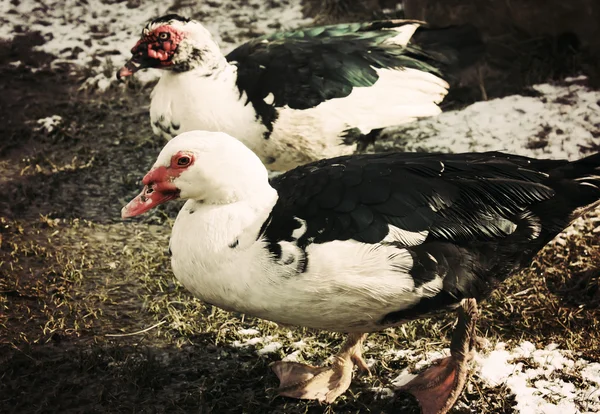 Evcil ördekler çiftlik avlu üzerinde — Stok fotoğraf